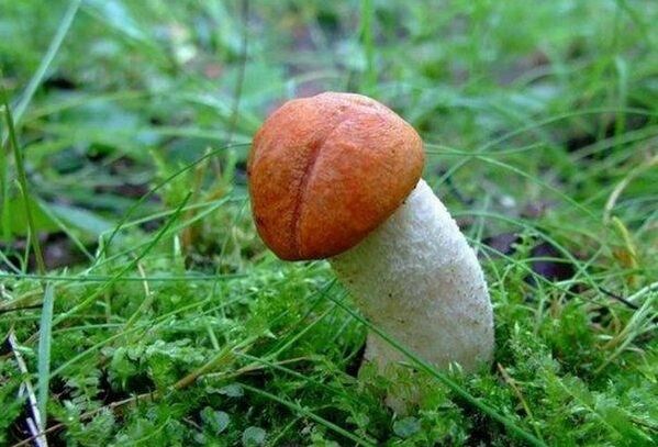 le champignon symbolise la tête agrandie du pénis